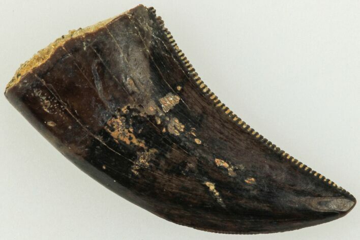 Serrated, .58" Dromaeosaurid Theropod (Acheroraptor) Tooth - Montana
